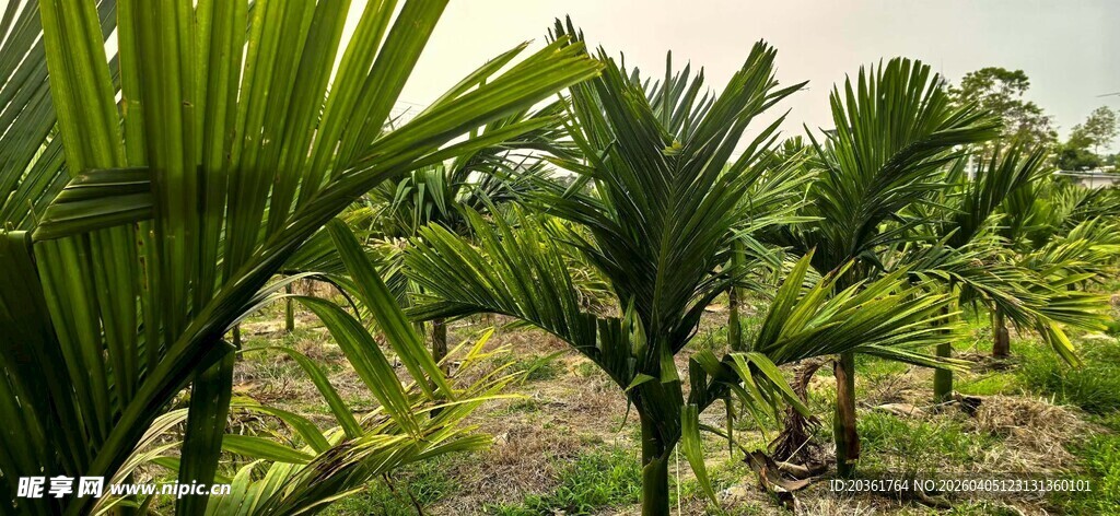 香蕉种植园的繁茂景象