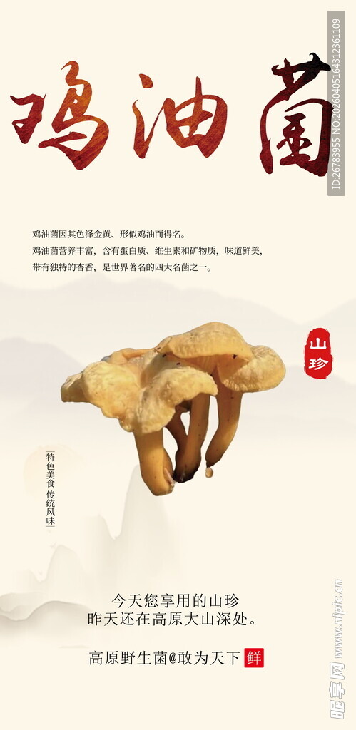 鸡油菌特写展示