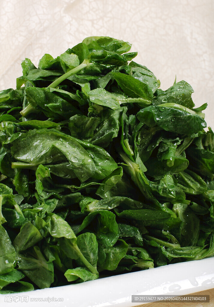 新鲜菠菜叶