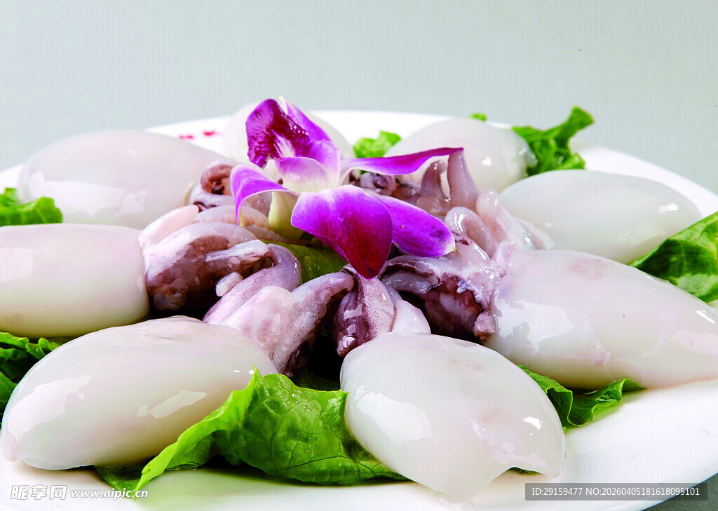 紫花配鱿鱼