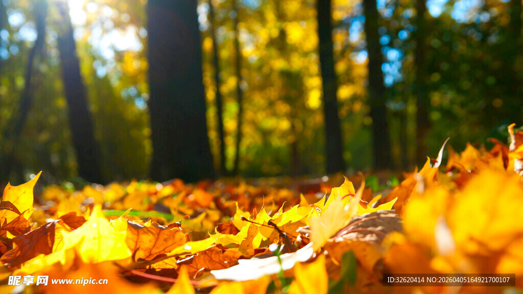 秋日林间落叶美景