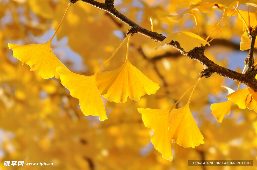 金黄银杏叶