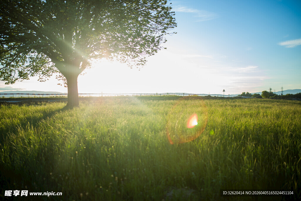 阳光照耀下的绿野大树