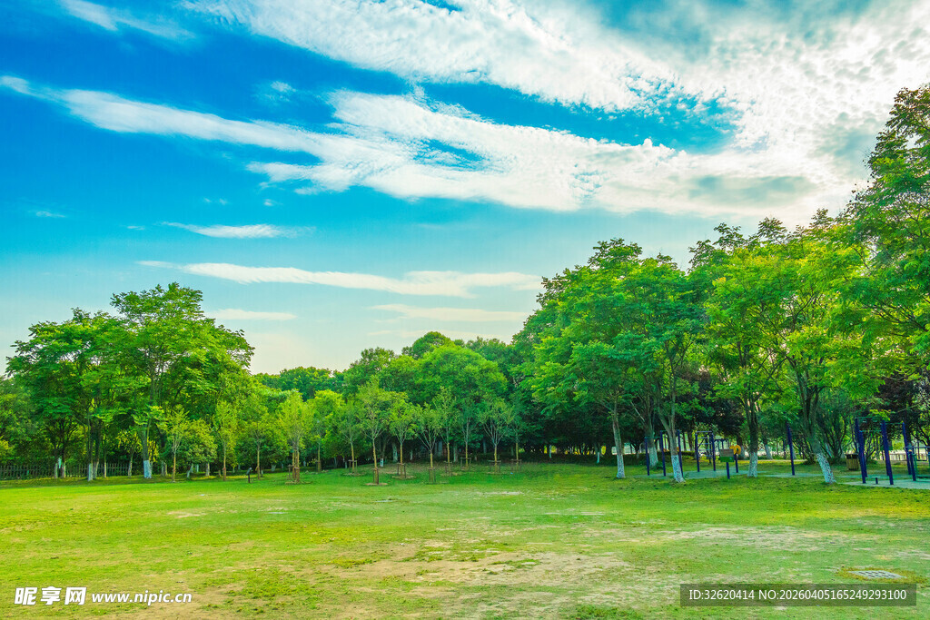绿意盎然的户外开阔草地