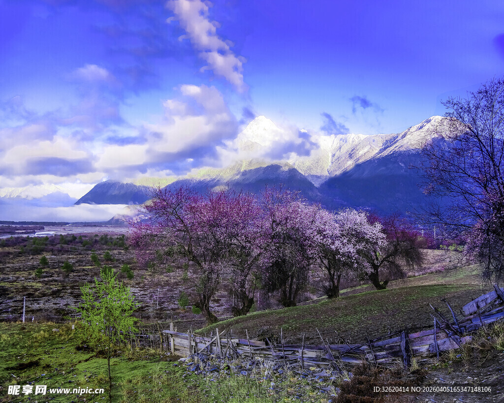 春日山间烂漫樱花美景