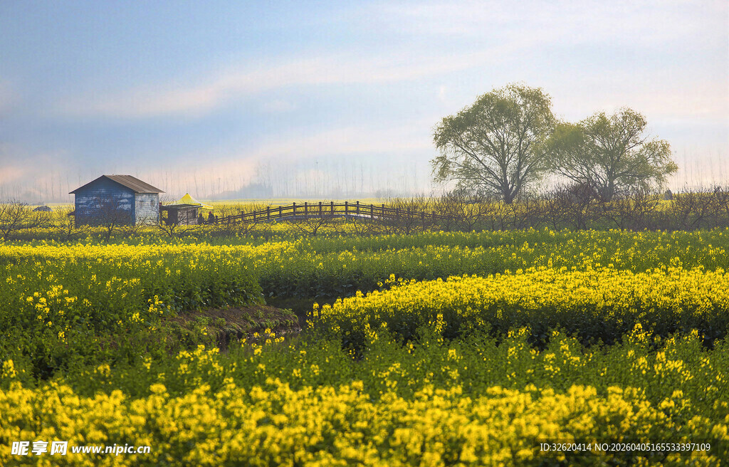 金黄花海中的小屋树木