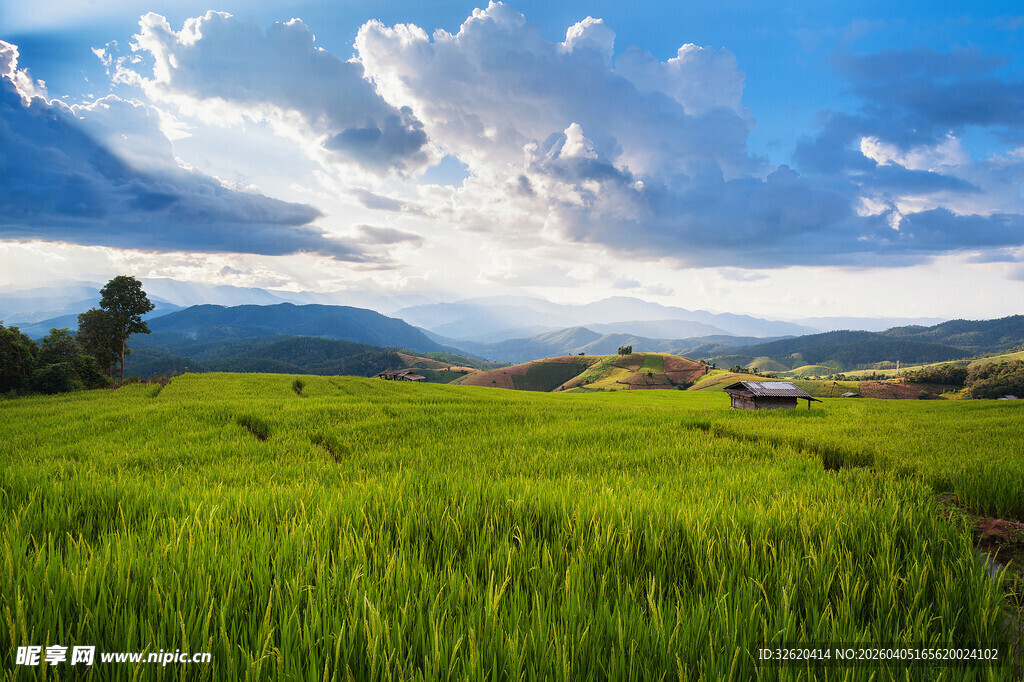 翠绿稻田与蓝天白云美景