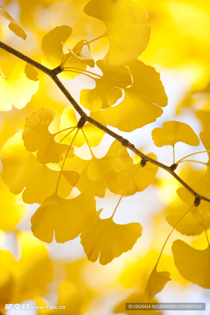 金黄银杏叶
