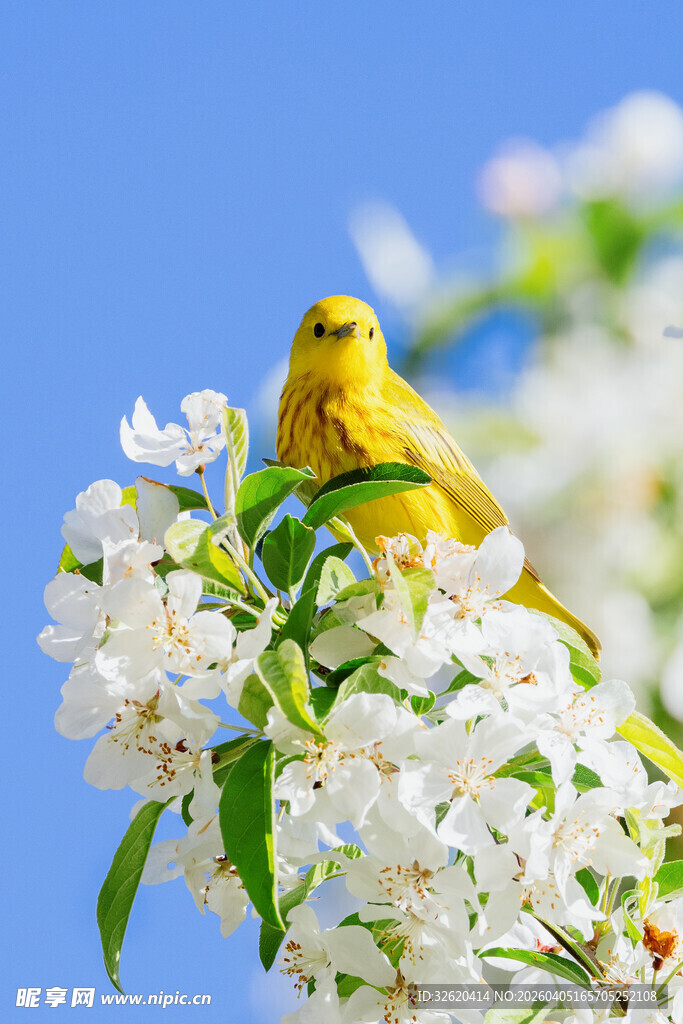 黄莺栖于繁花枝头