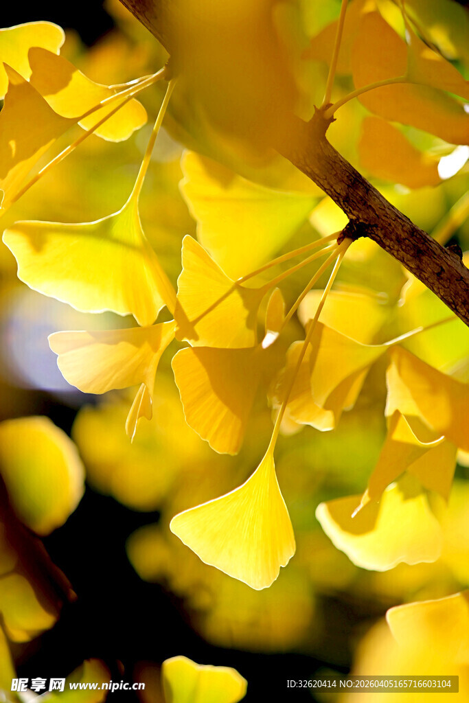 金黄银杏叶