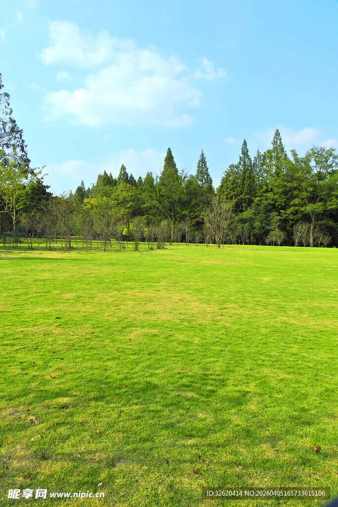翠绿草地与茂密树林景观