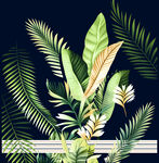 热带植物插画 自然清新风