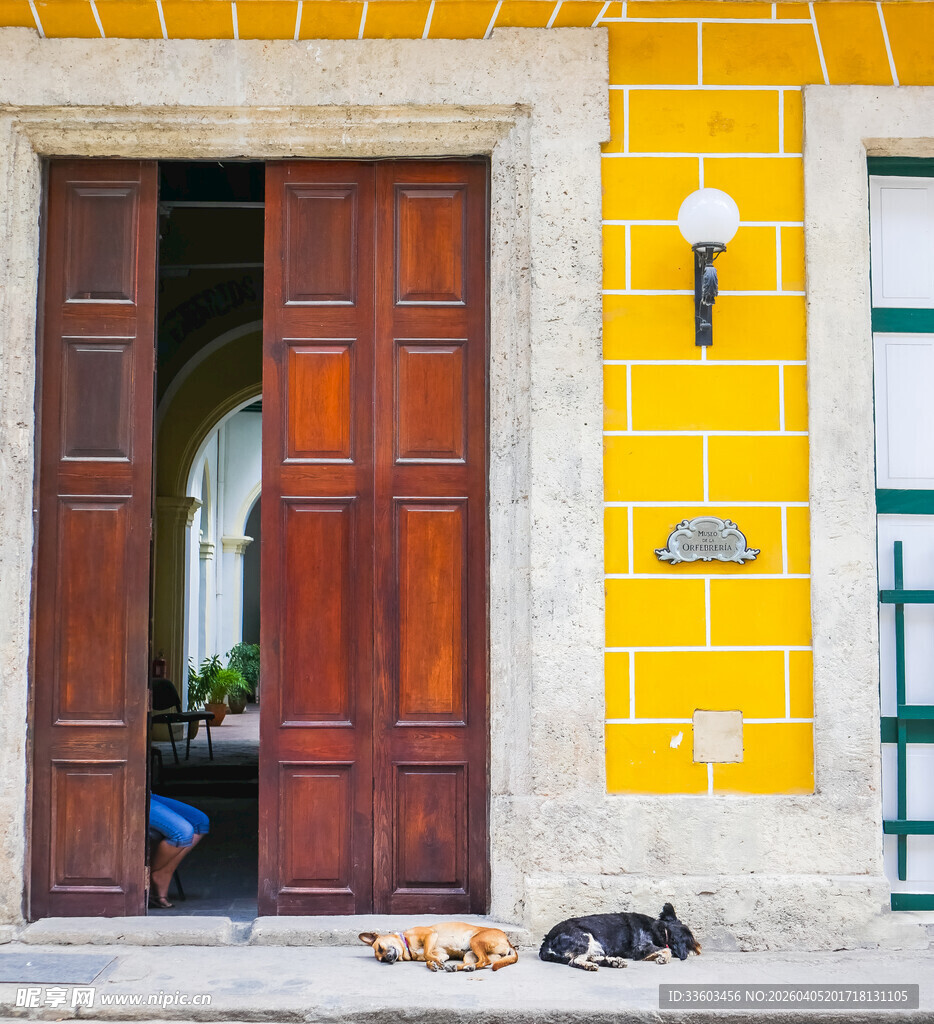 黄墙木门下的慵懒猫咪
