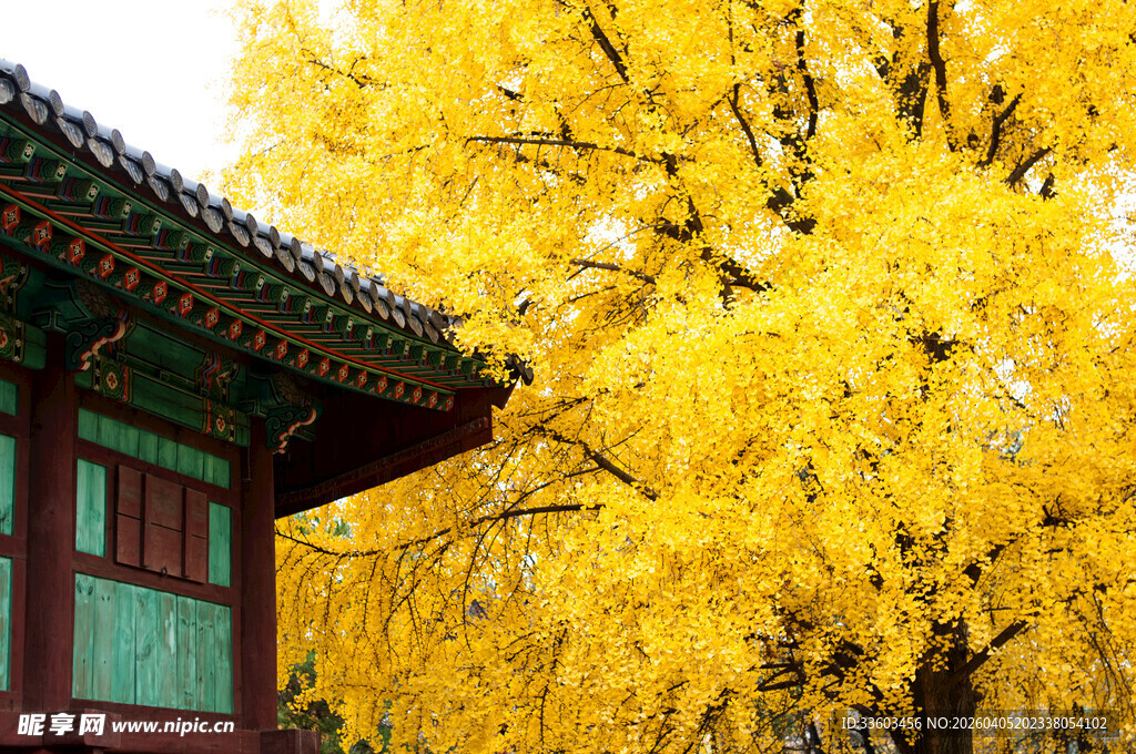 古建旁金黄银杏树美景