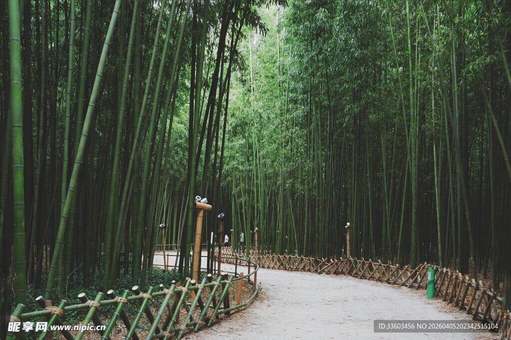 竹林间的幽静小道