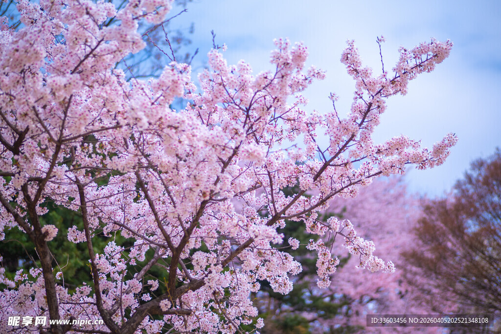烂漫盛开的美丽樱花树