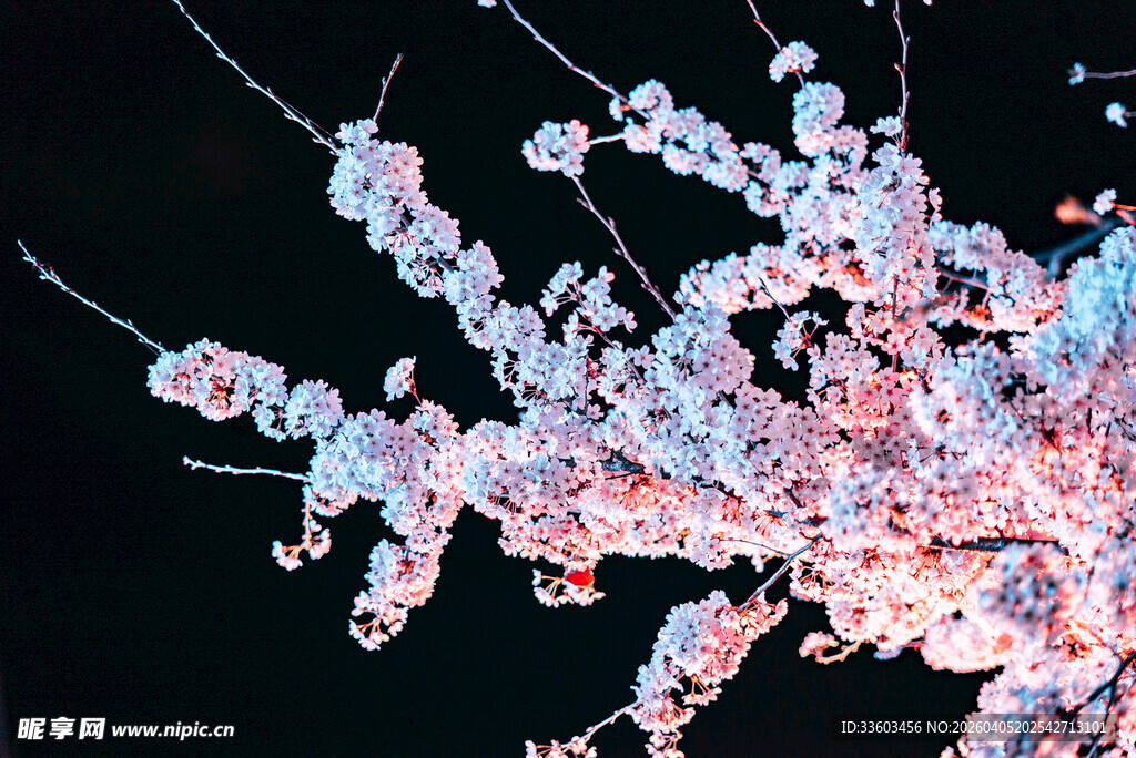 枝头绽放的粉嫩樱花