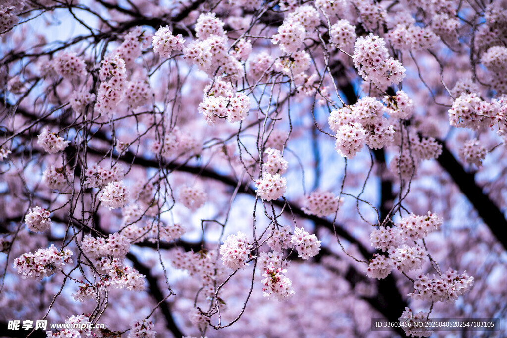 烂漫樱花绽放枝头
