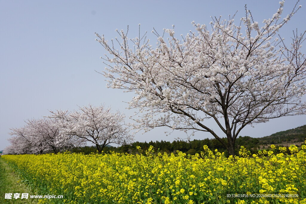 春日花田美景