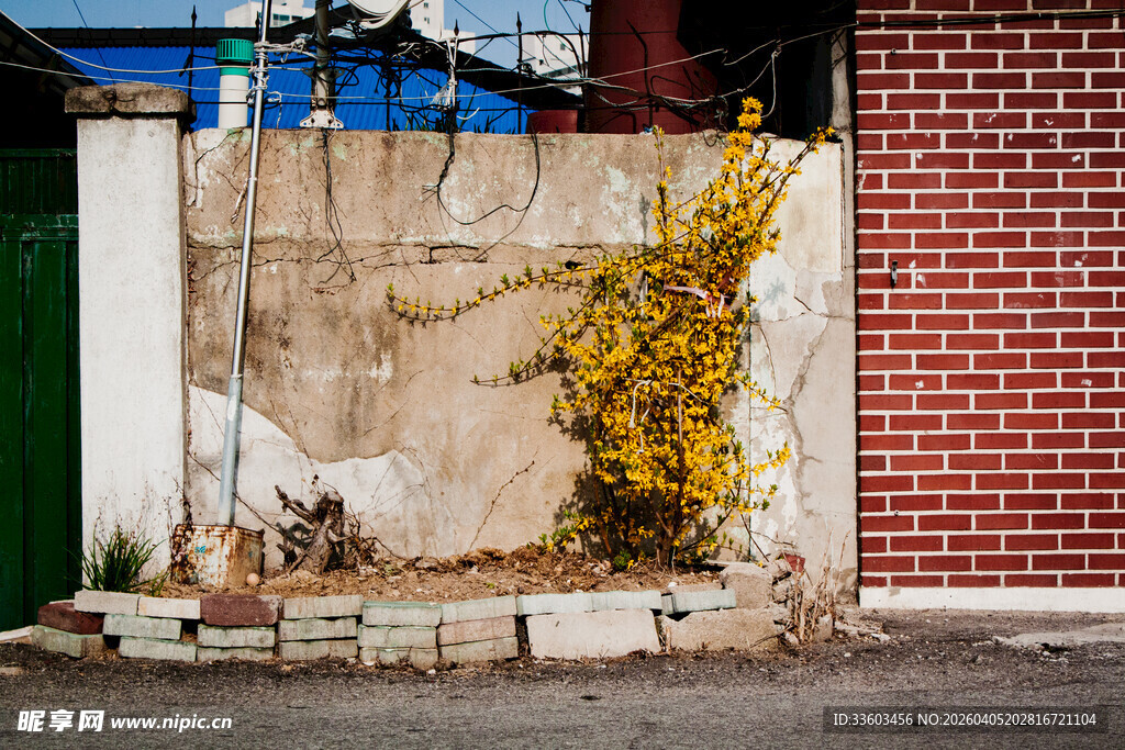 老旧墙边的蓬勃黄色藤蔓