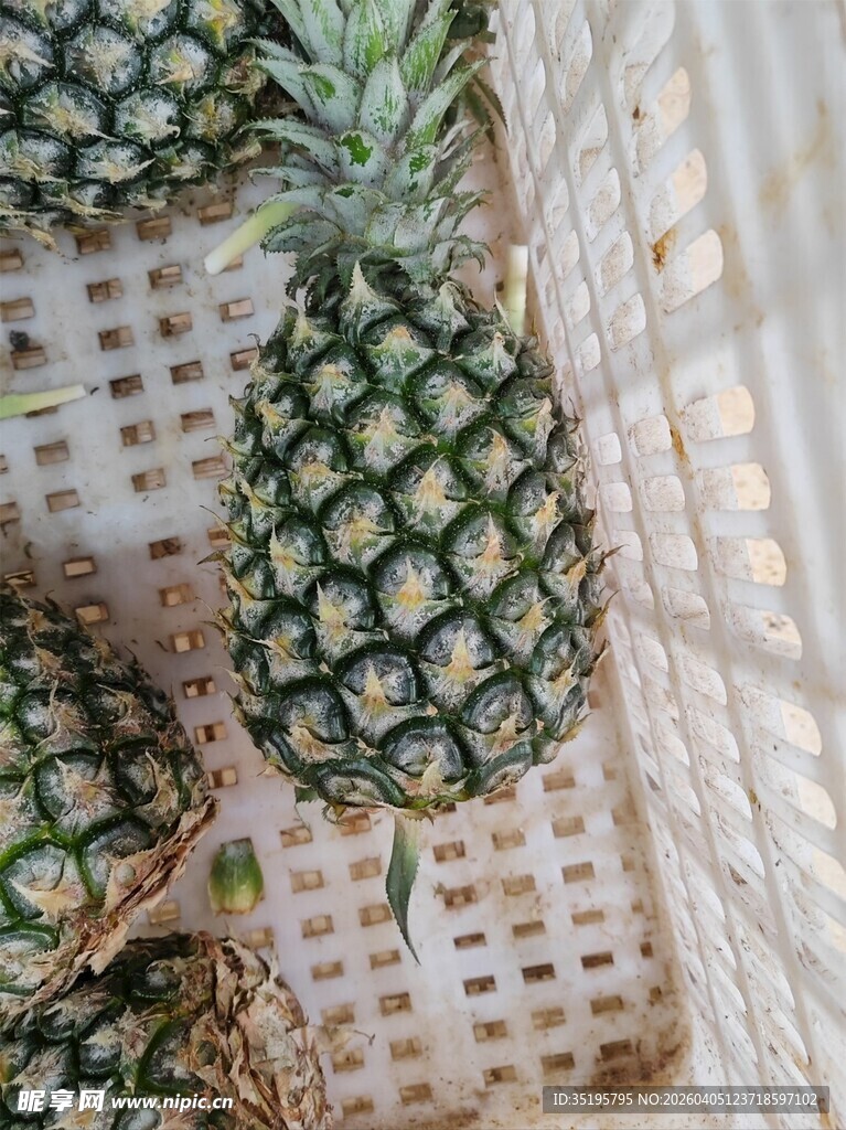 新鲜菠萝置于白色网格上