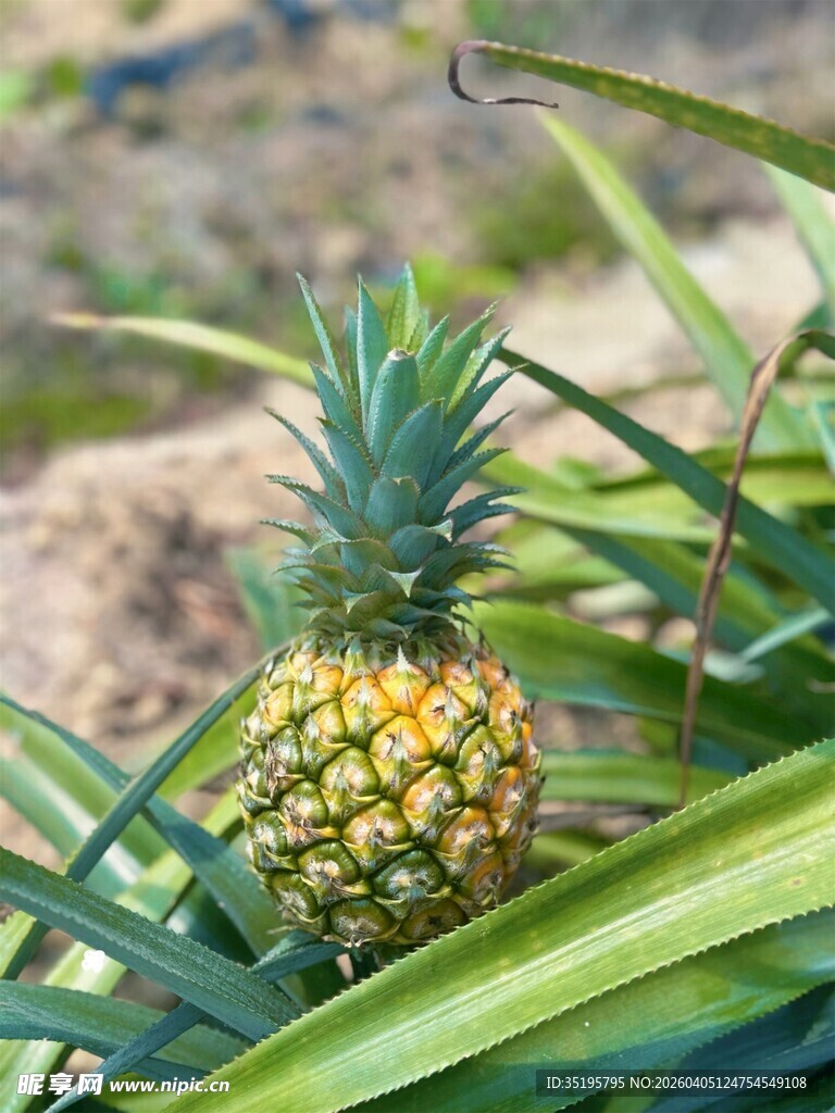 田间生长的小菠萝