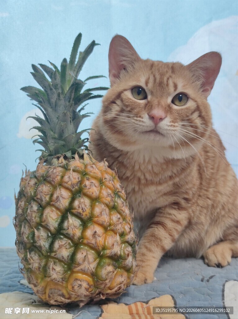 猫咪与菠萝的可爱同框