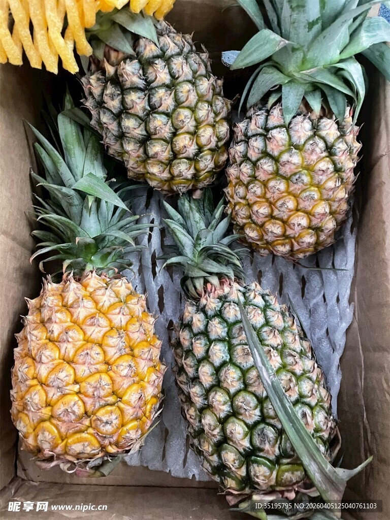 新鲜菠萝装箱待售