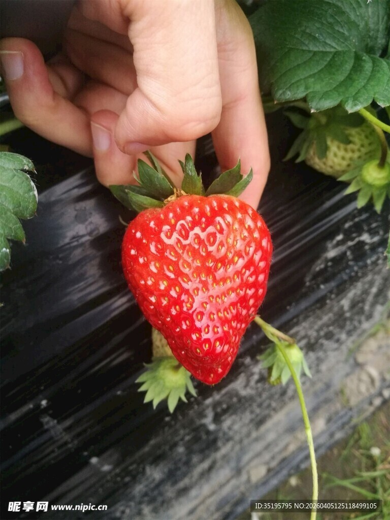 手摘鲜红饱满草莓