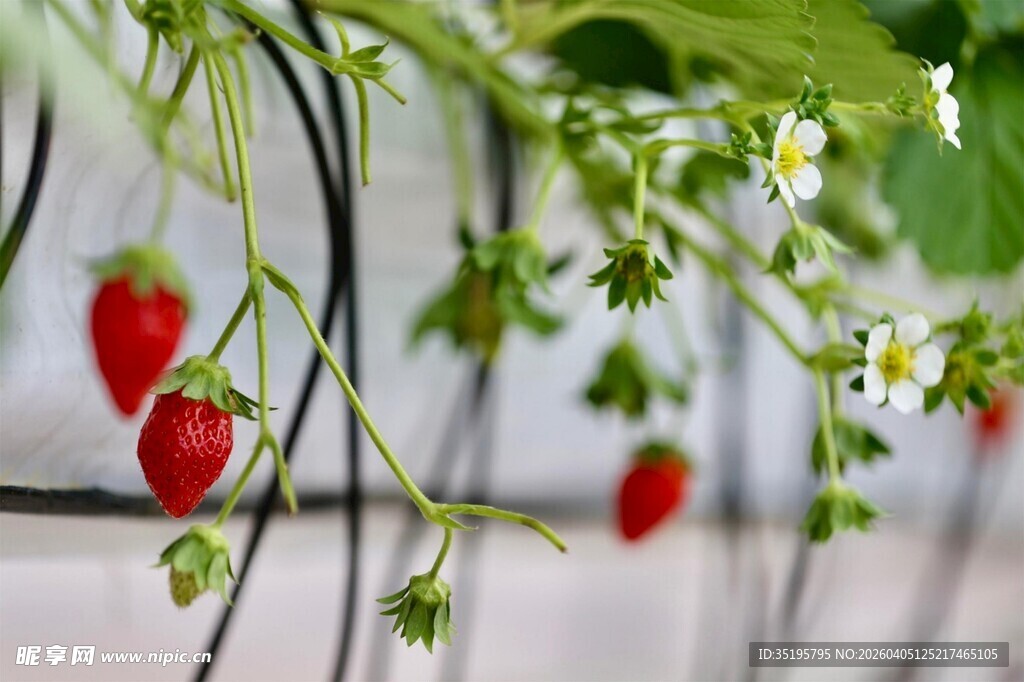 悬挂生长的鲜红草莓植株