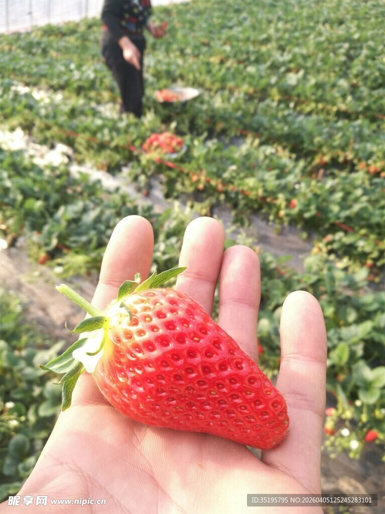 手捧新鲜草莓的田园景象
