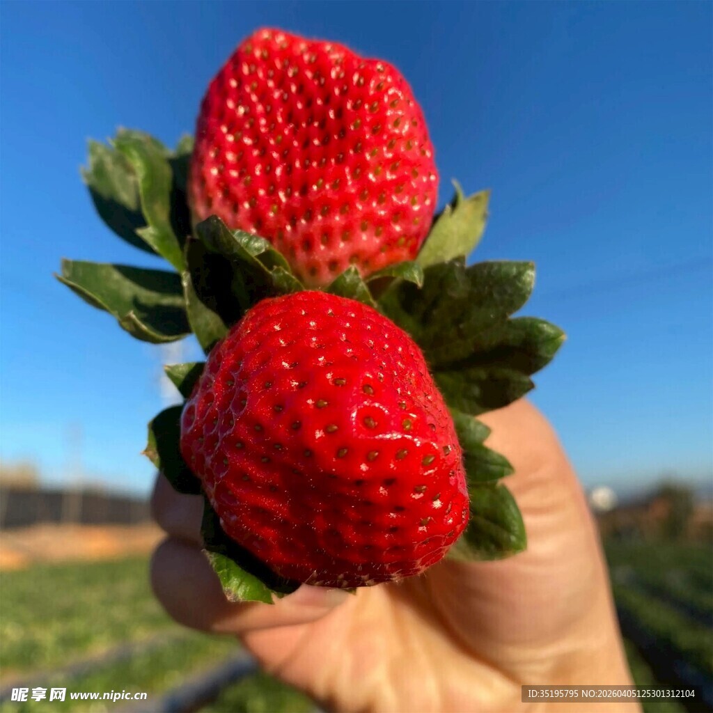 手捧新鲜饱满的红草莓