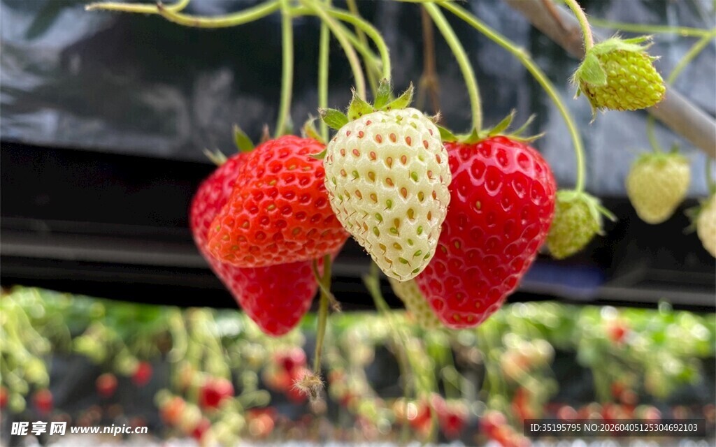 悬挂的多彩草莓果实