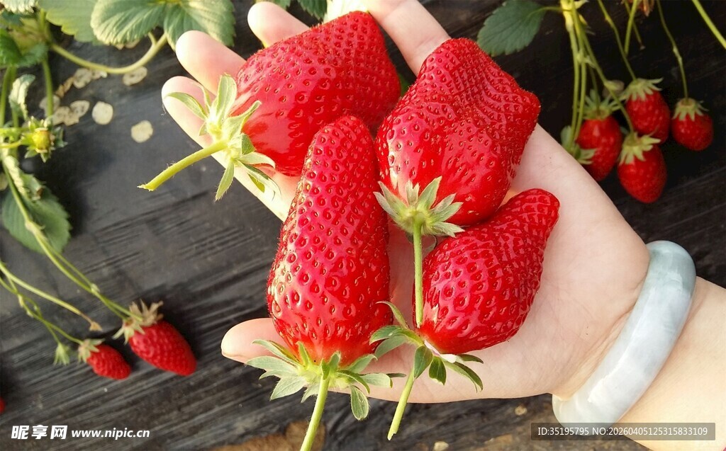 手捧娇艳欲滴新鲜草莓