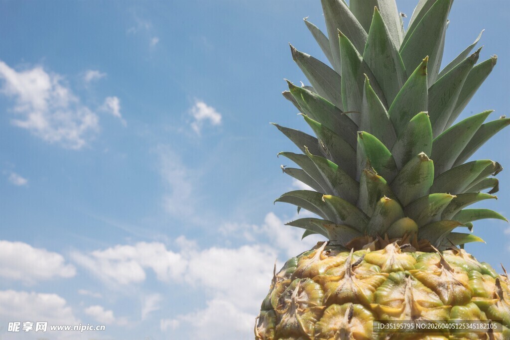 阳光下的新鲜菠萝