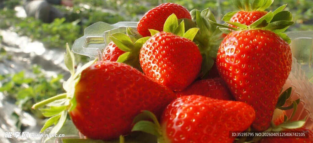 新鲜诱人的草莓果实