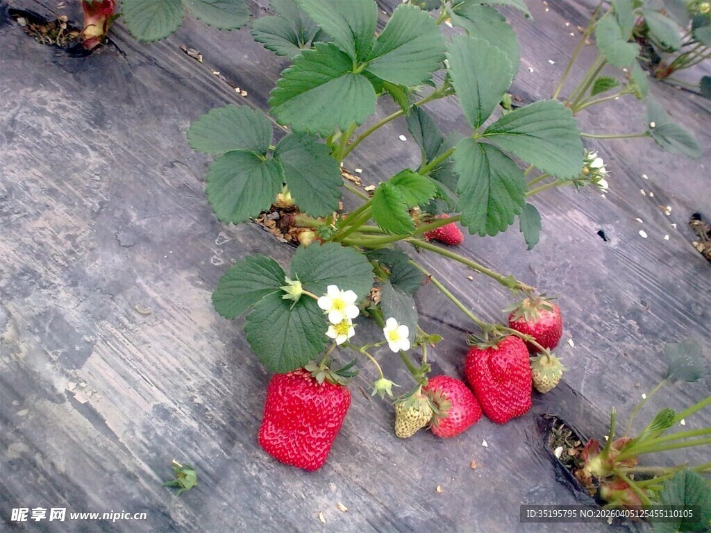 成熟树莓挂于绿叶间