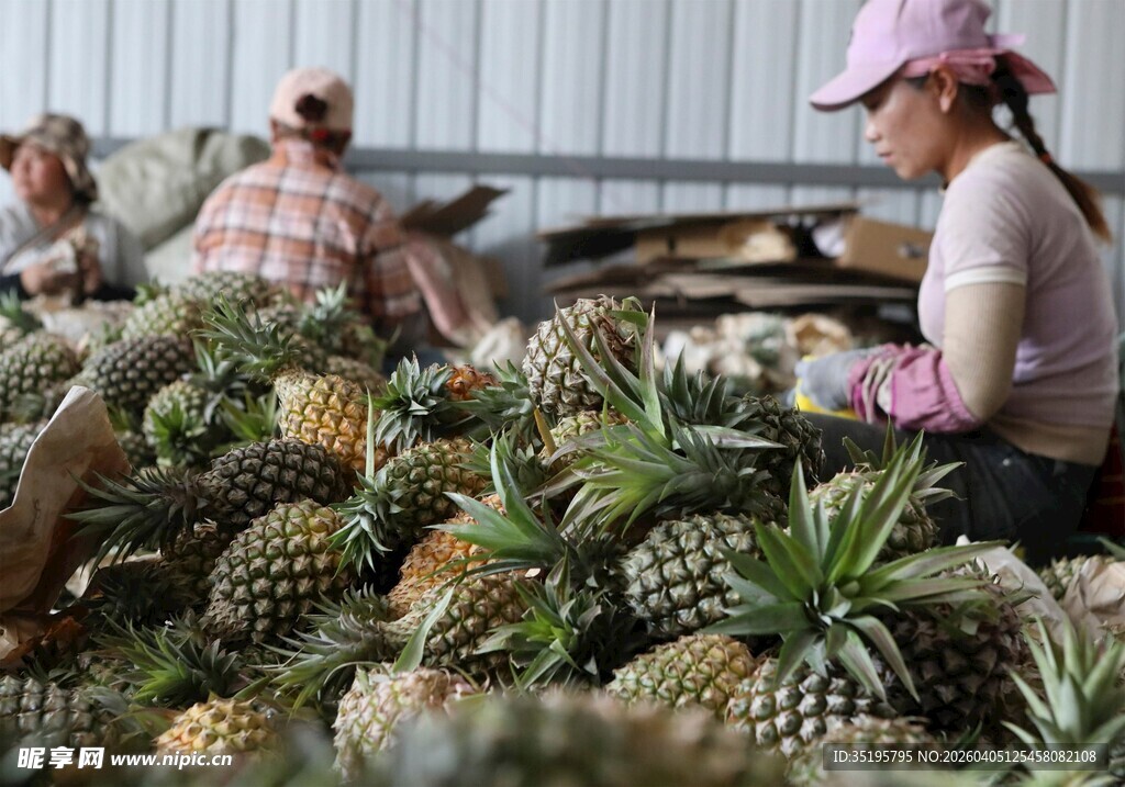 工人在处理大量新鲜菠萝