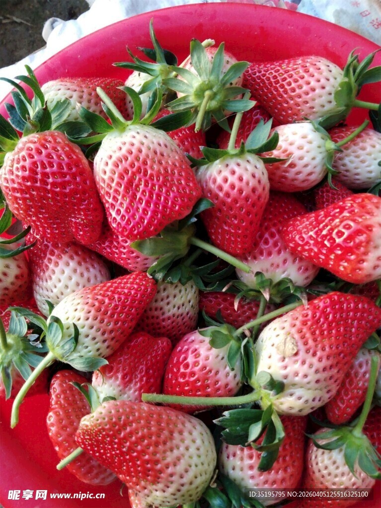 新鲜草莓满满一盆