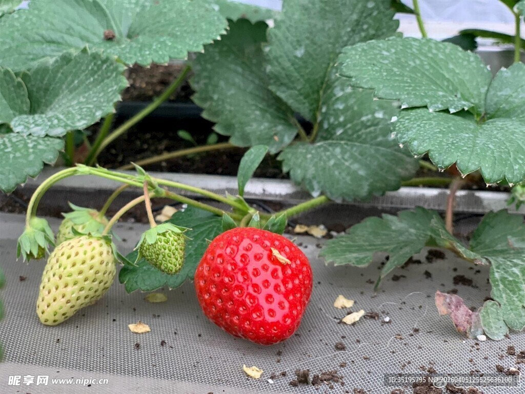 成熟草莓与未熟果实
