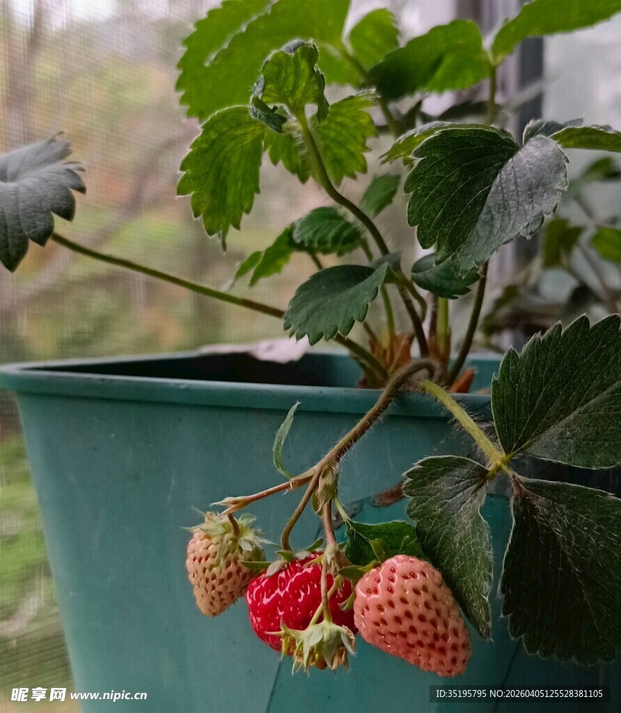 盆栽草莓果实初熟