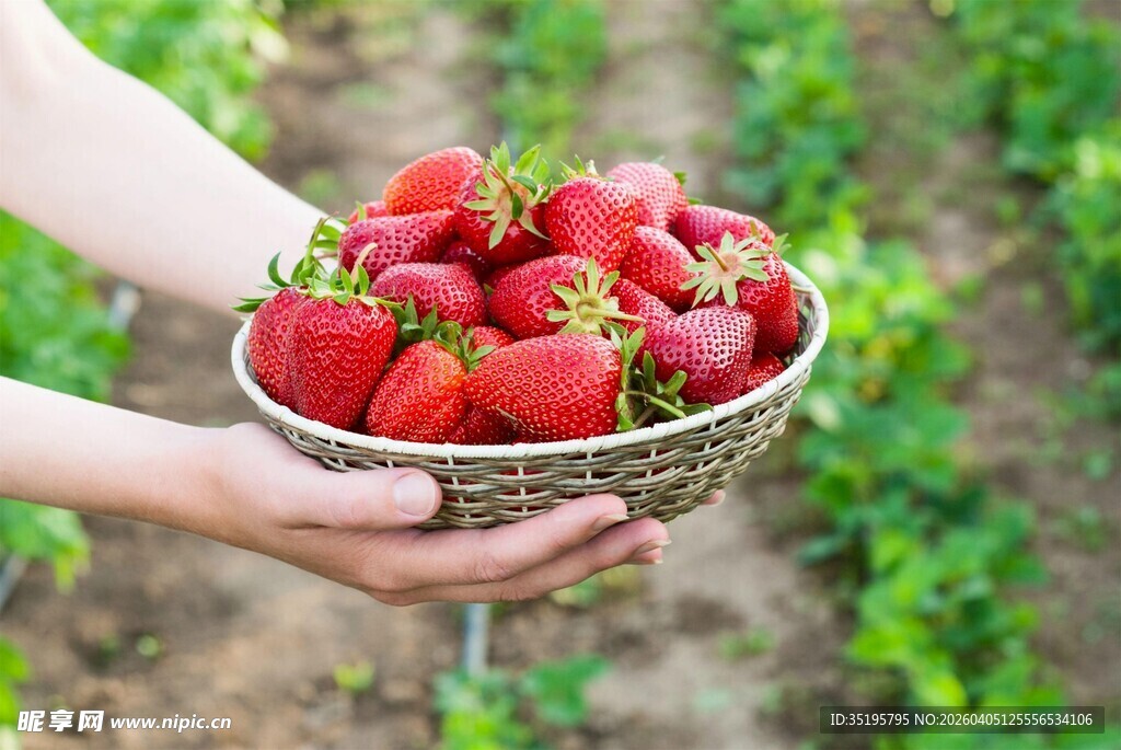 手捧新鲜饱满的草莓