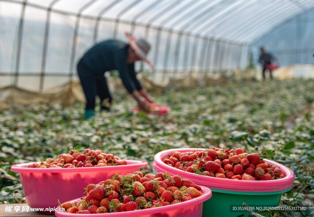 温室采摘草莓的丰收场景