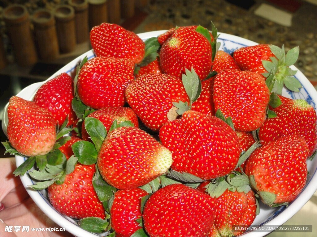 满满一盆新鲜红嫩草莓