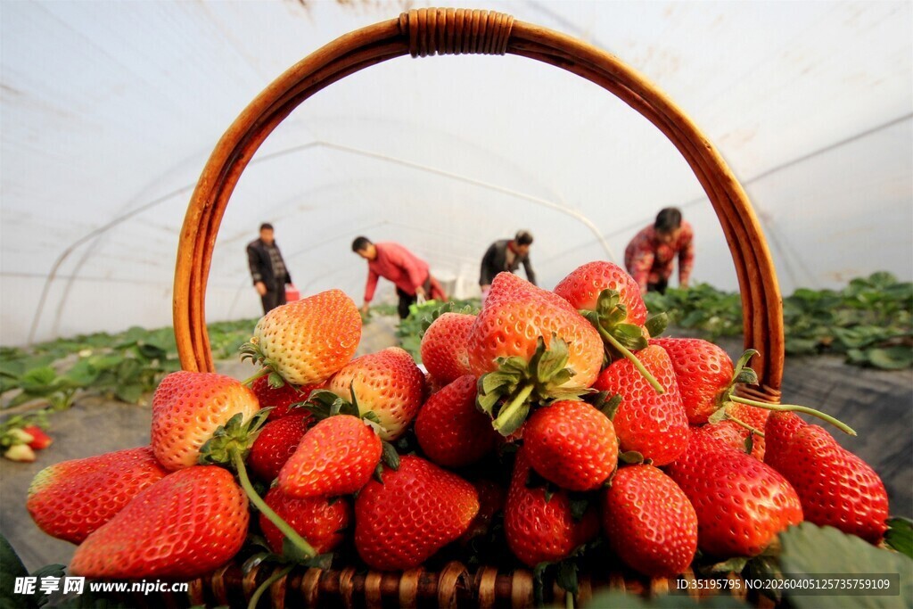 满篮鲜草莓与棚内采摘景