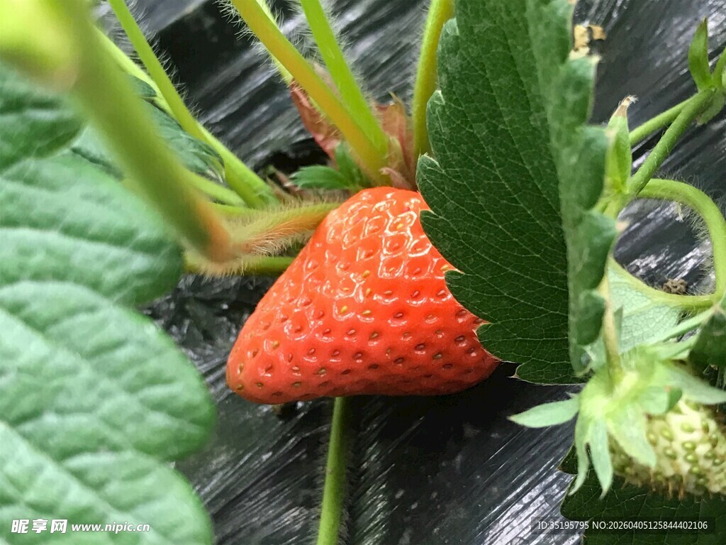 成熟草莓挂于绿叶间
