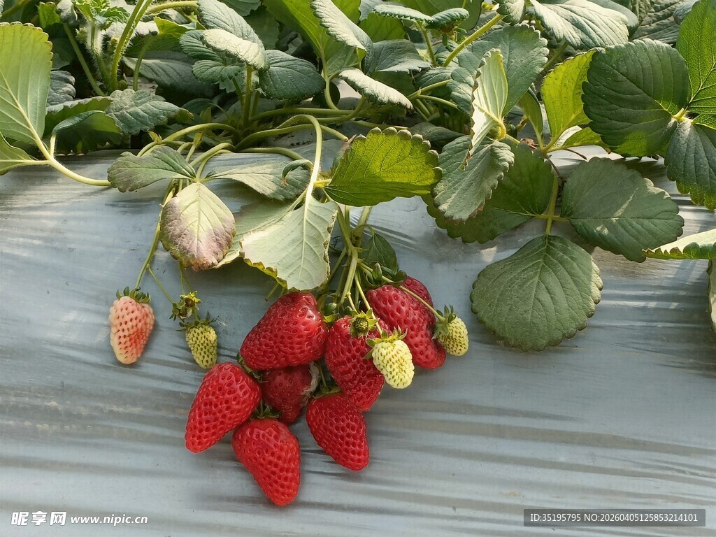 新鲜草莓挂于翠绿枝叶间