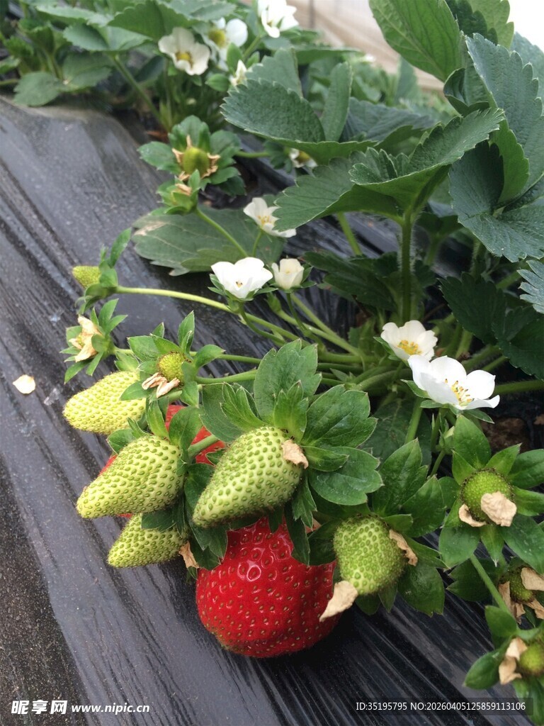 草莓植株上的成熟与未熟果
