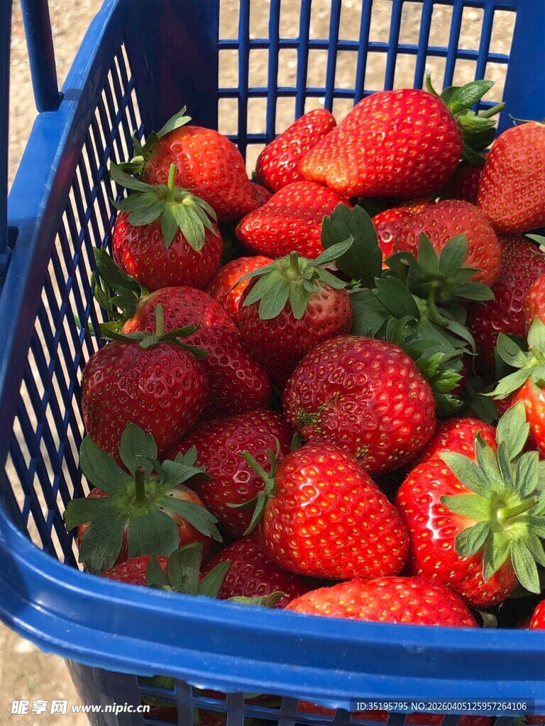 蓝筐里饱满的新鲜草莓