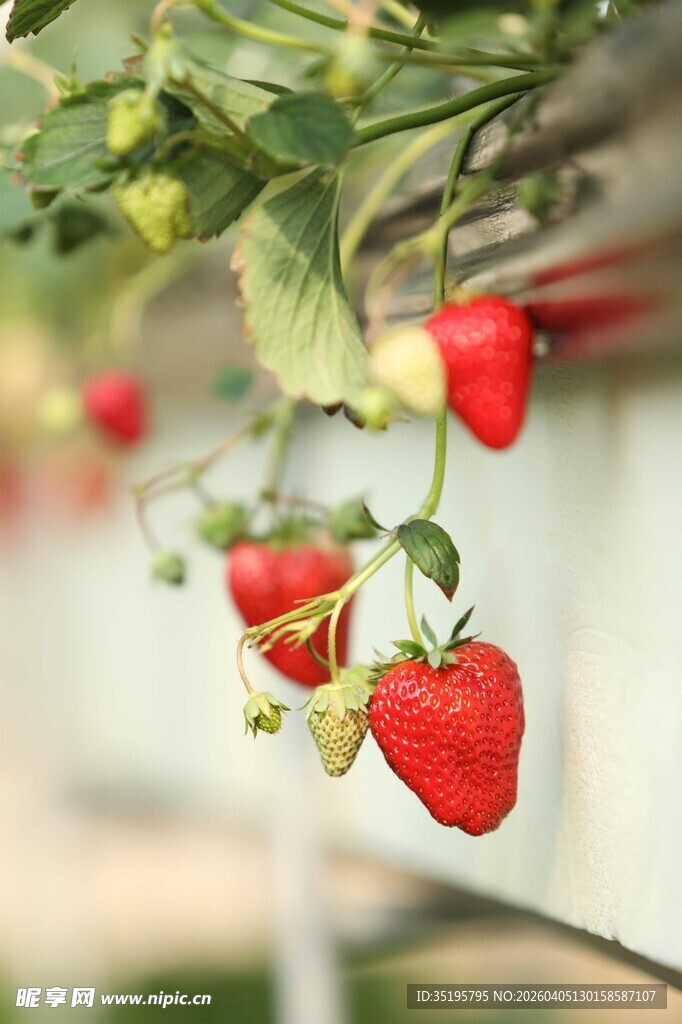 鲜红饱满的诱人草莓